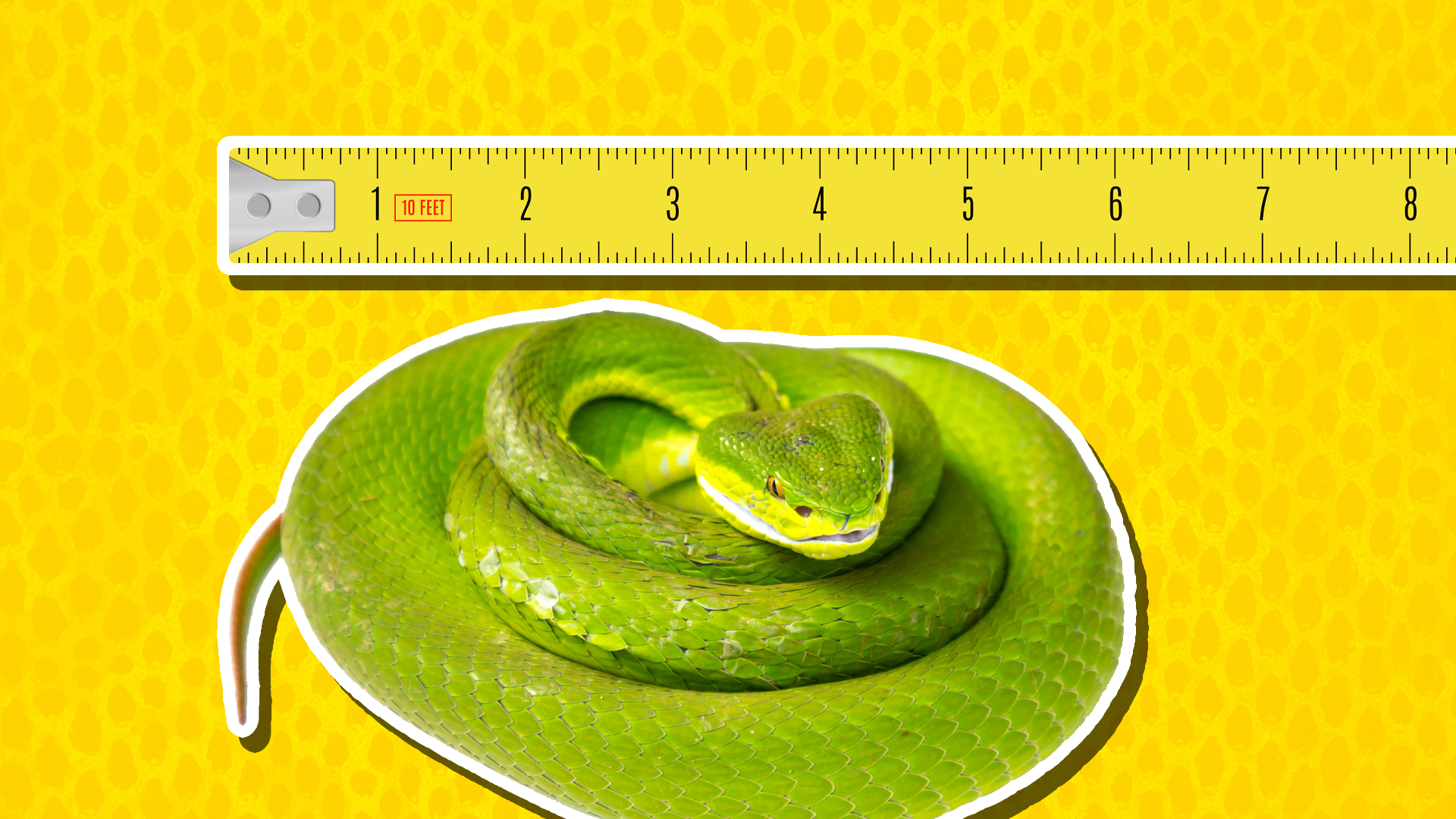 A tape measure next to a coiled viper
