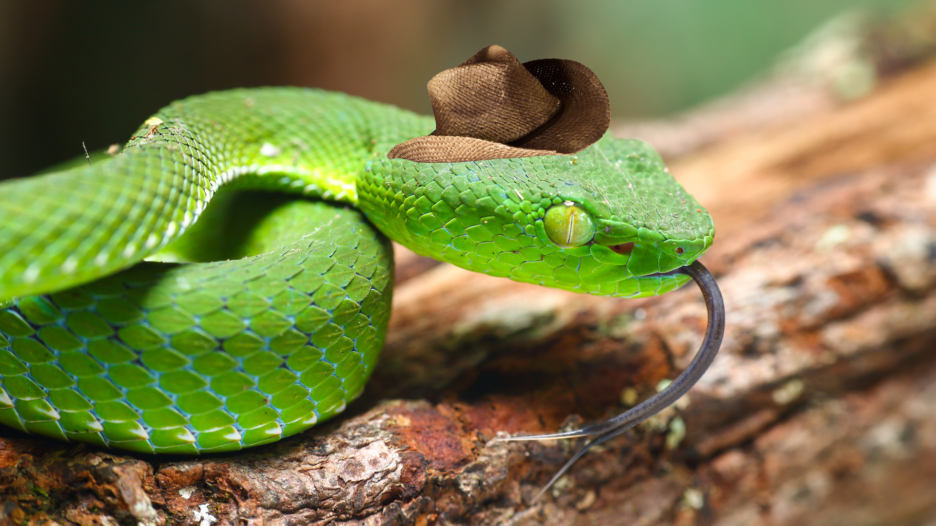 A pit viper wearing a fetching cowboy hat
