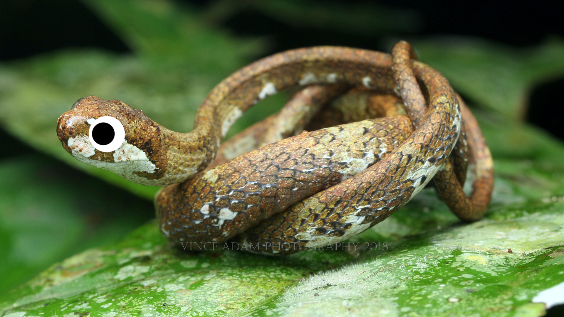 A blunt-headed slug snake