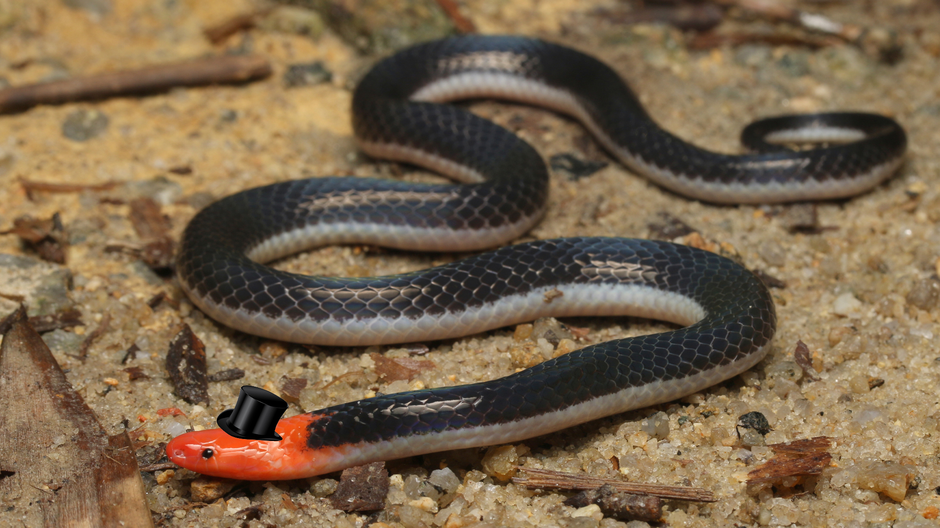 A red-headed reed snake