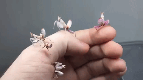 Baby Orchid Praying Mantis