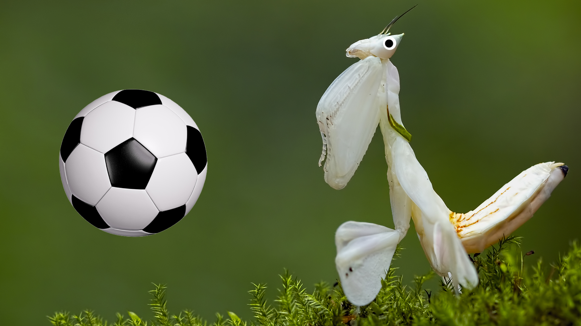 An Orchid Praying Mantis playing football