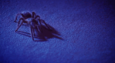 A tarantula 