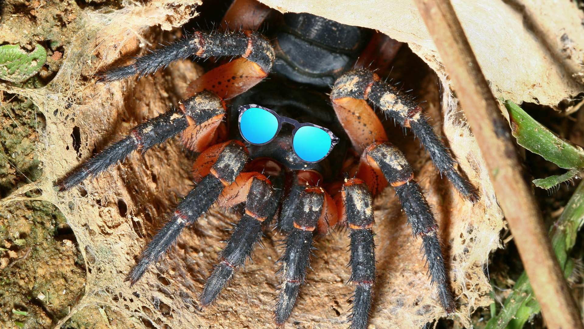 A trapdoor spider wearing sunglasses