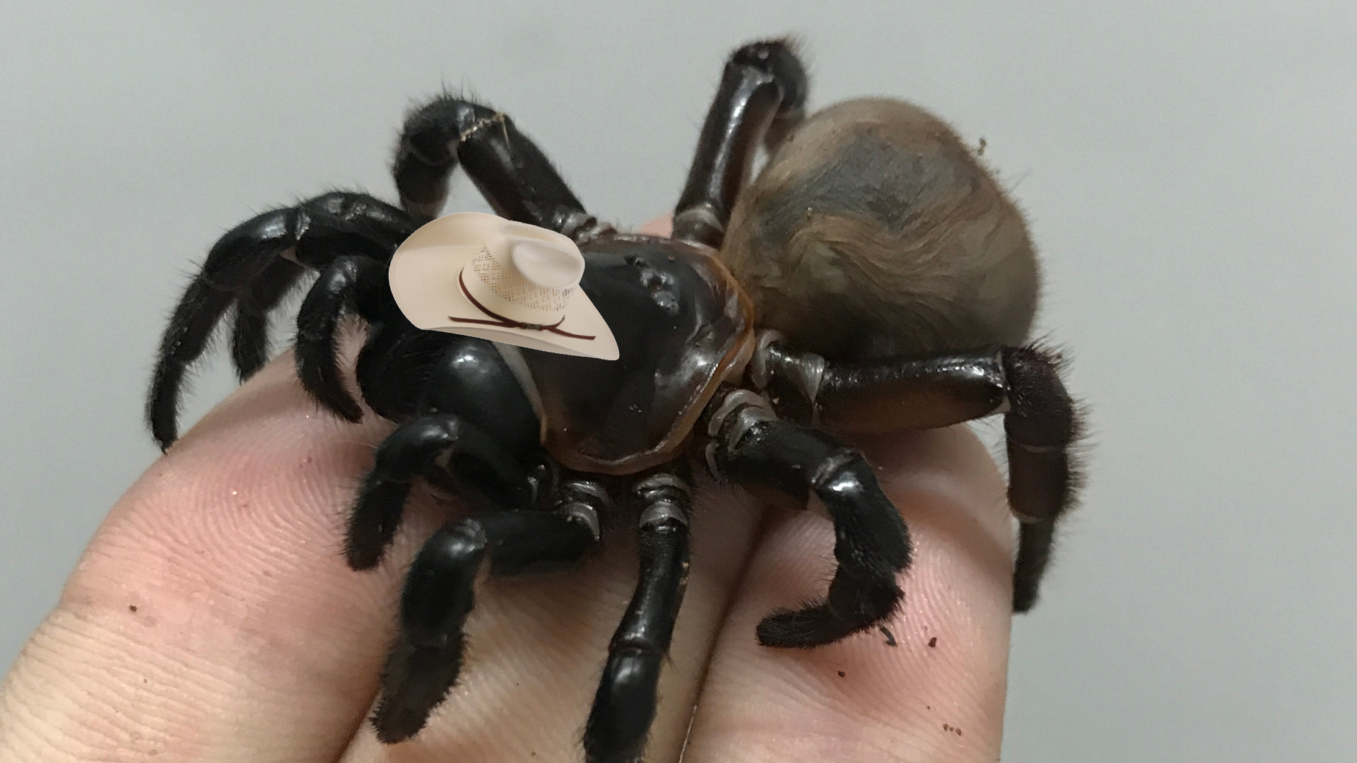 A trapdoor spider wearing a small cowboy hat