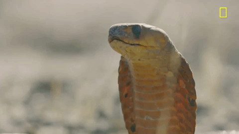 A cobra