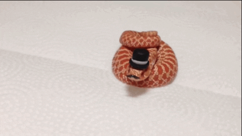 A small snake wearing a hat