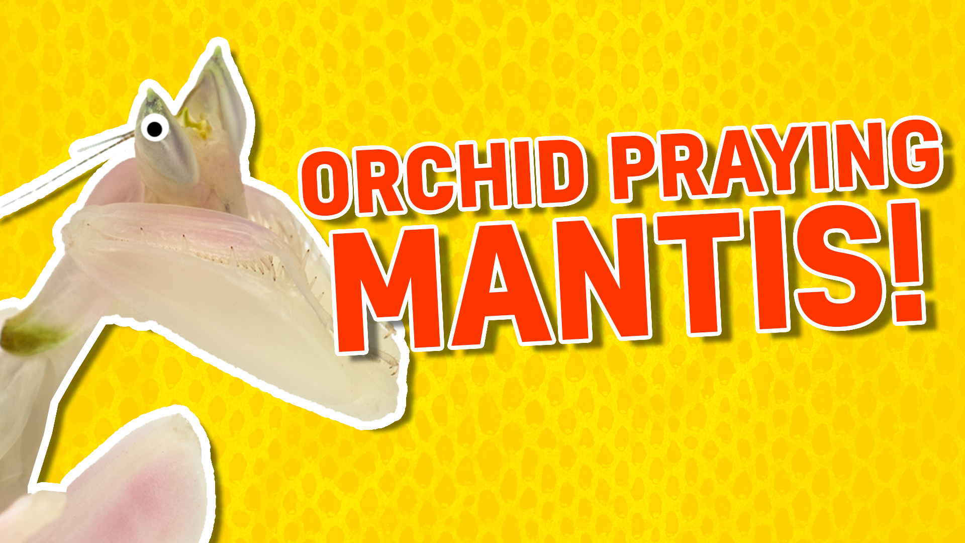 Orchid praying mantis