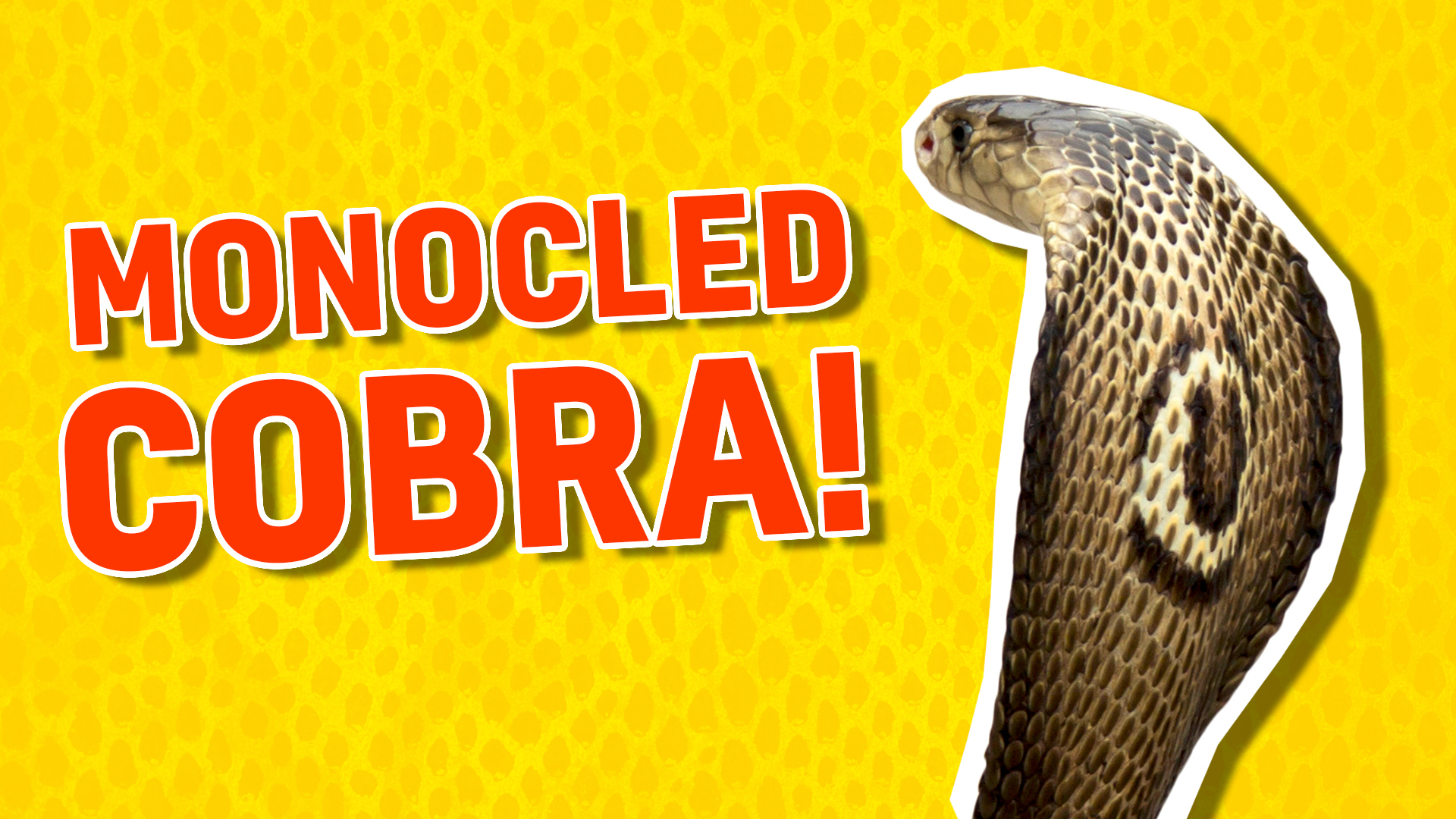 A monocled cobra