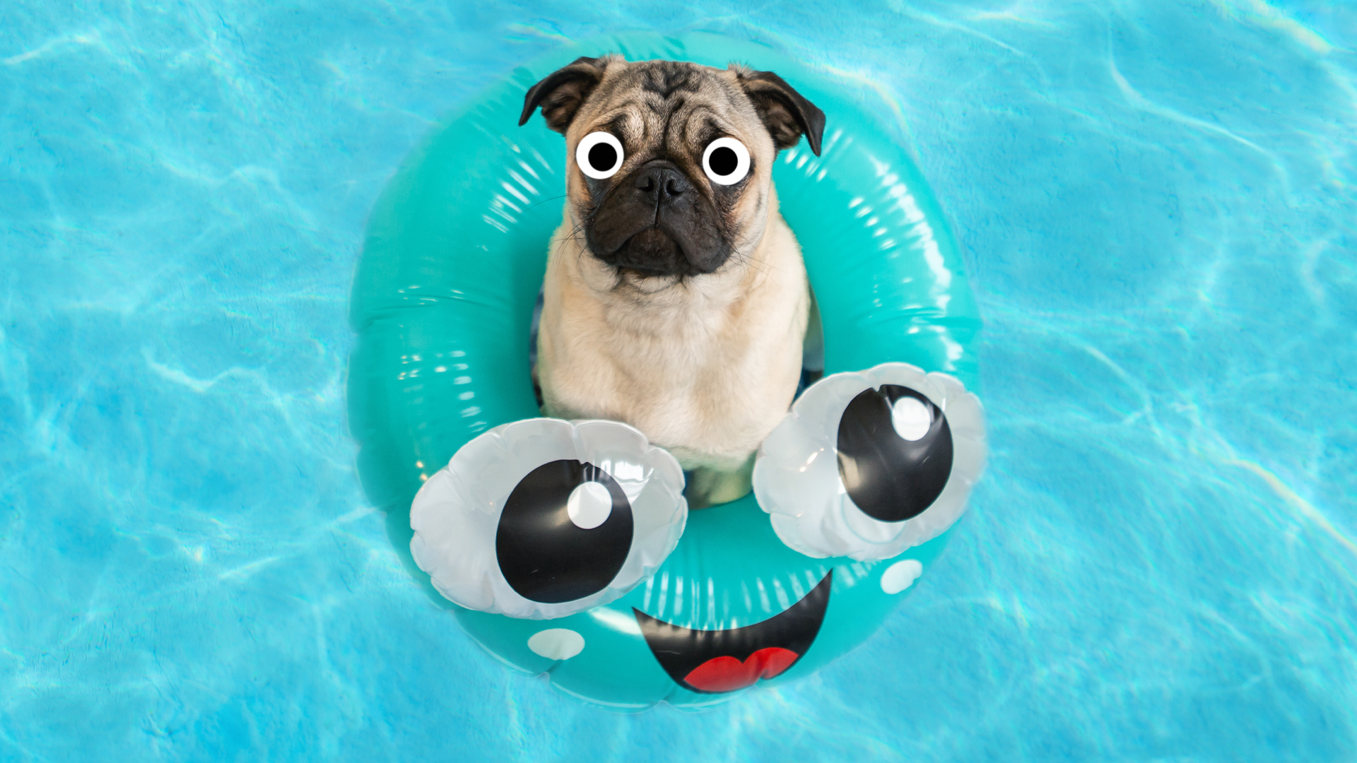 A pug in a pool