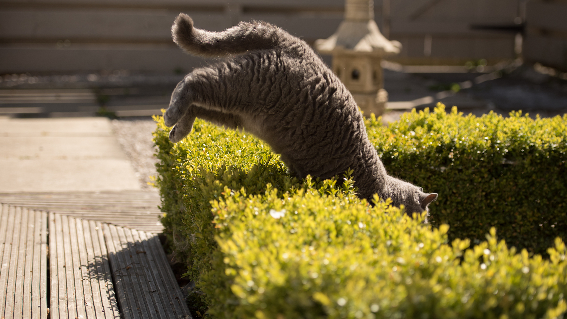 A cat jumping over a small hedge