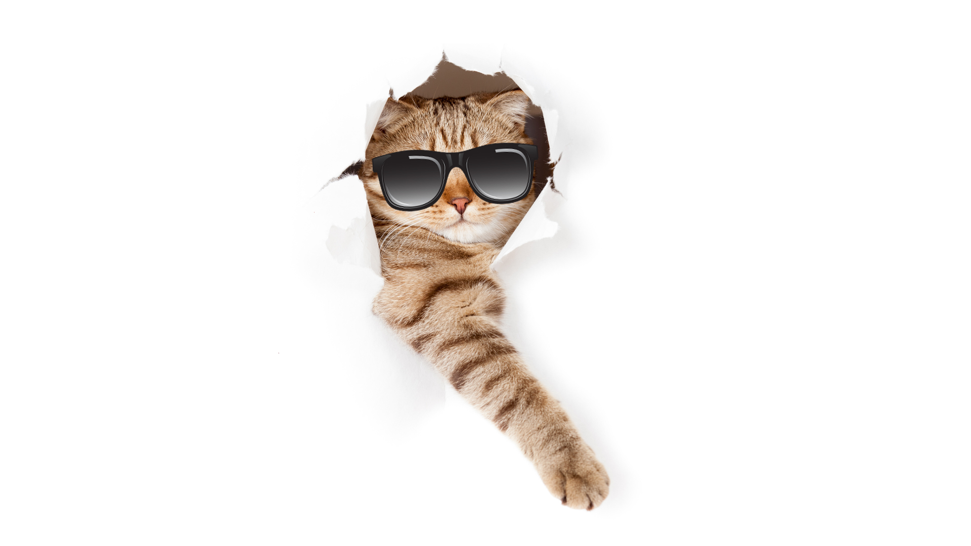 A cat wearing sunglasses tearing through a sheet of paper
