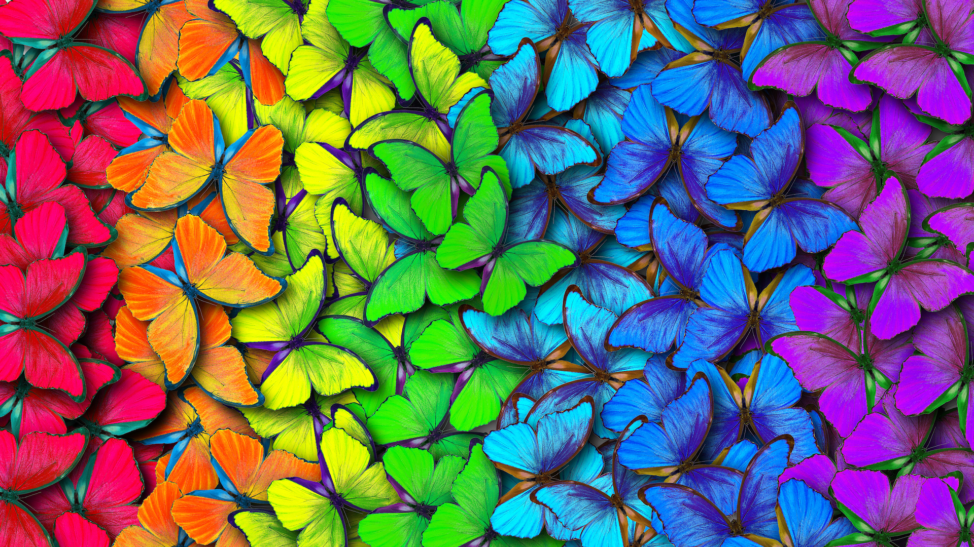 A crowd of colourful butterflies 