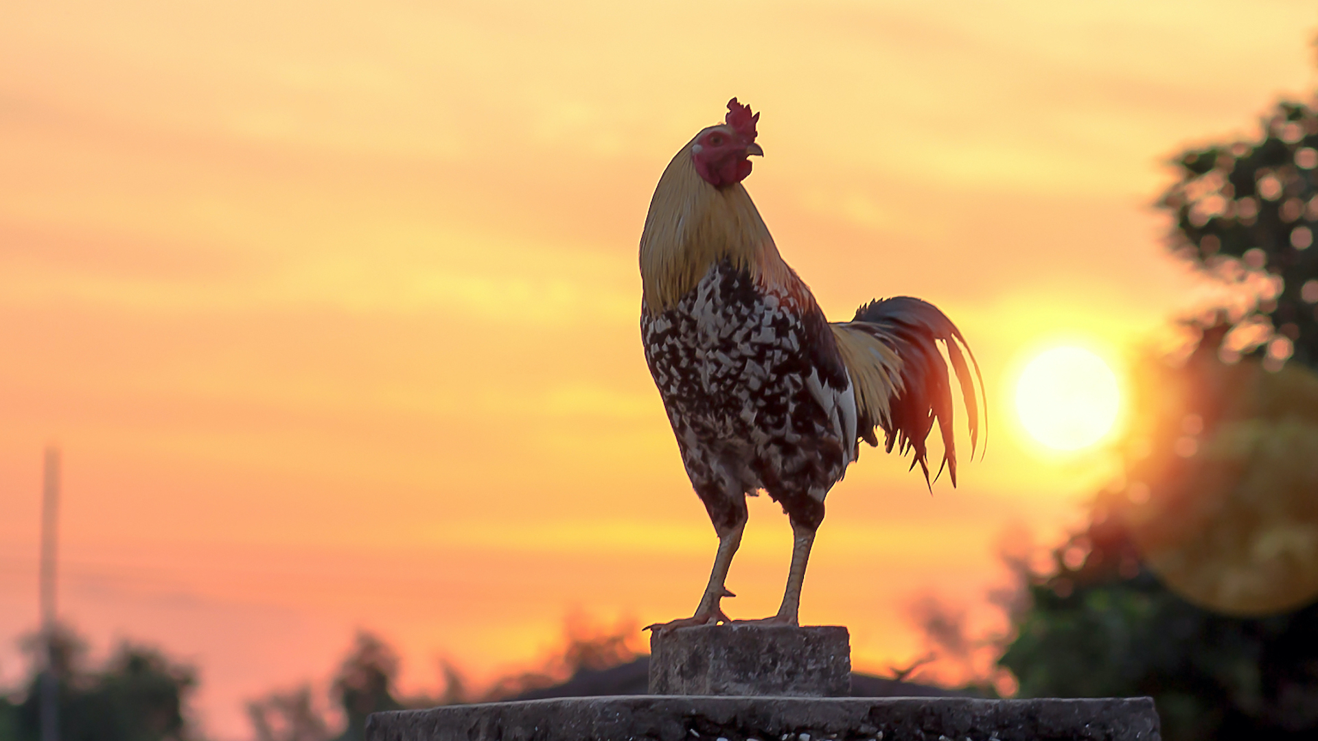 A rooster at sunrise