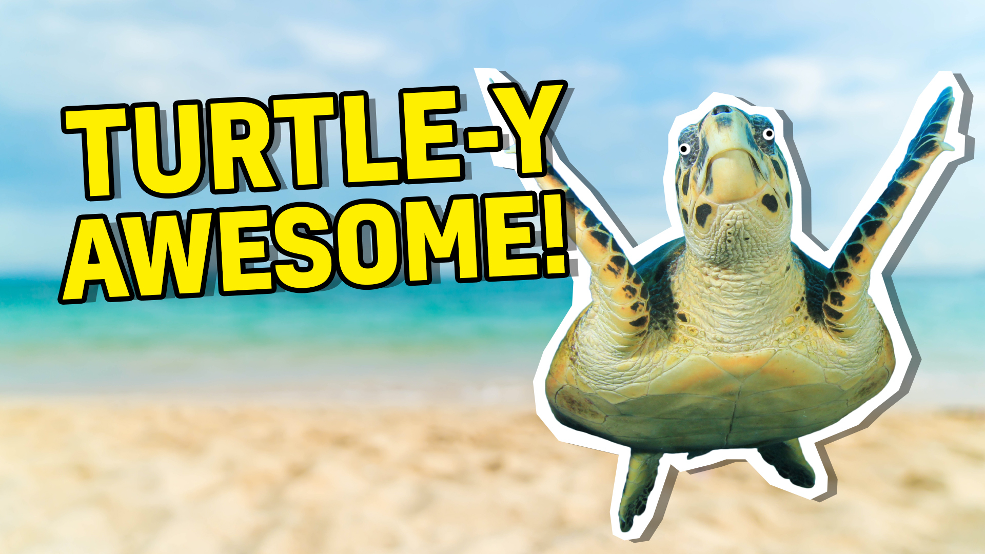 Turtle-y awesome
