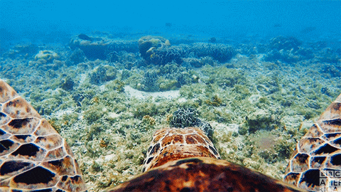 A sea turtle gliding through the ocean