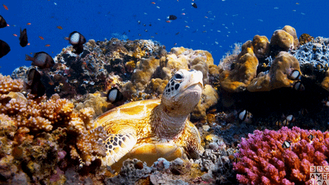 A sea turtle on the ocean floor 