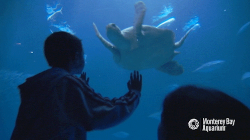 A sea turtle in an aquarium 
