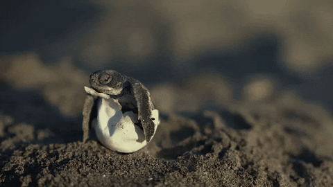 A sea turtle hatching