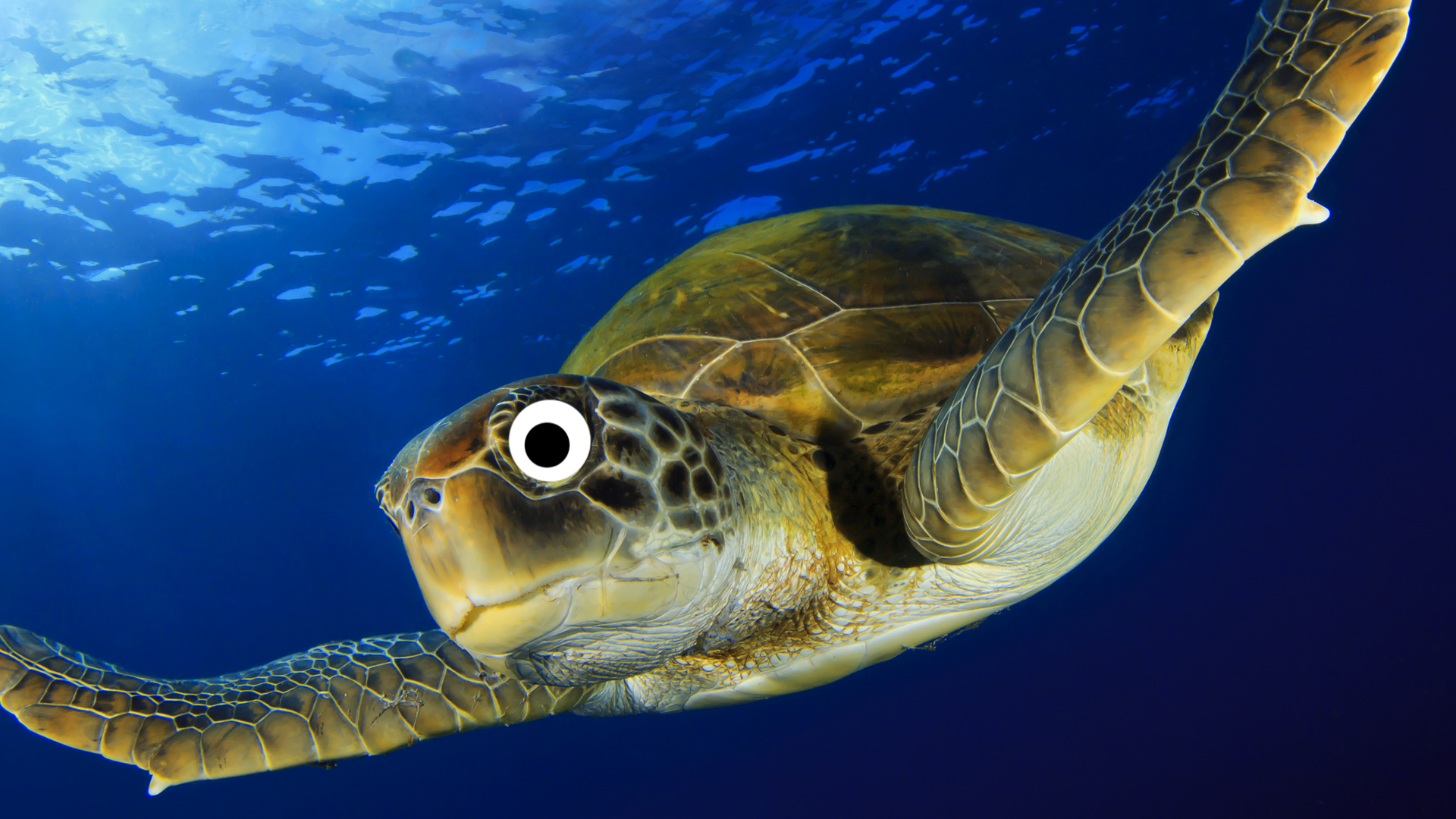A fast sea turtle