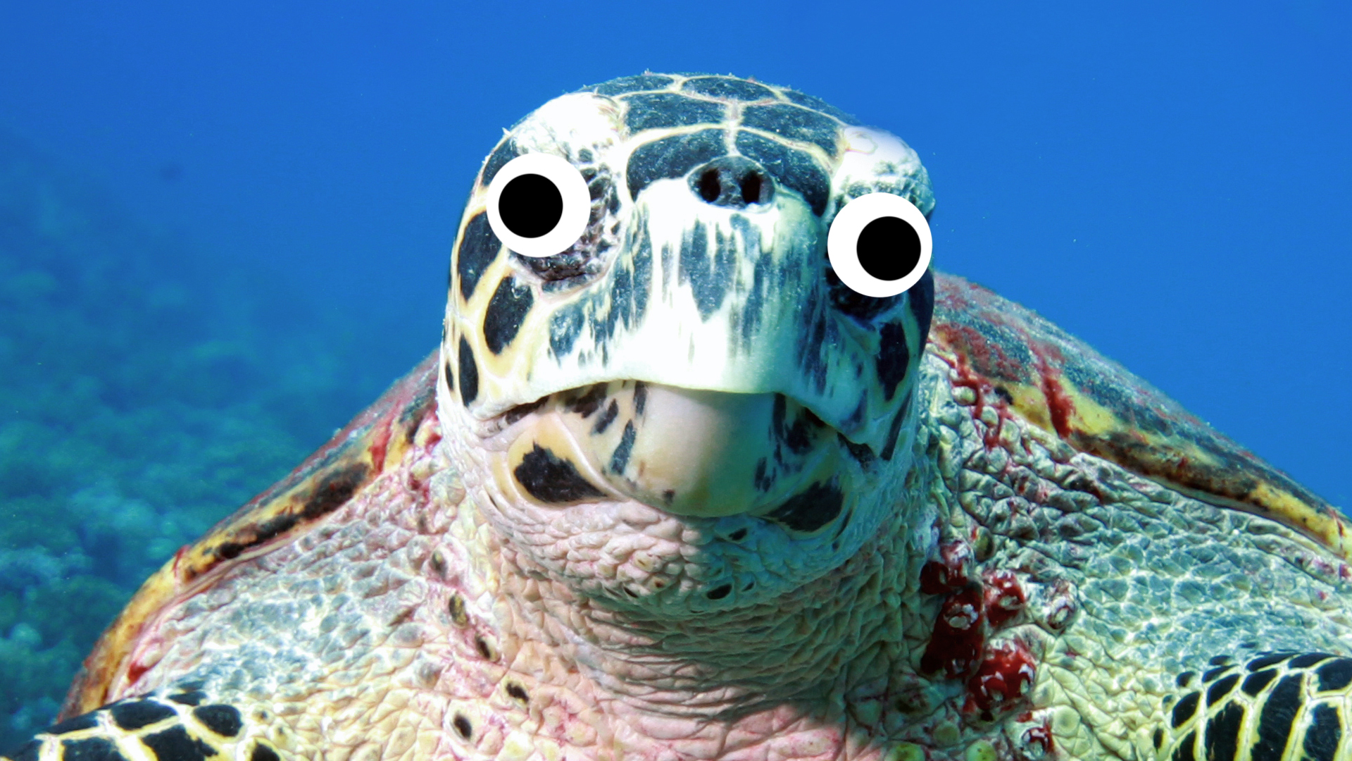 A close-up of a sea turtle