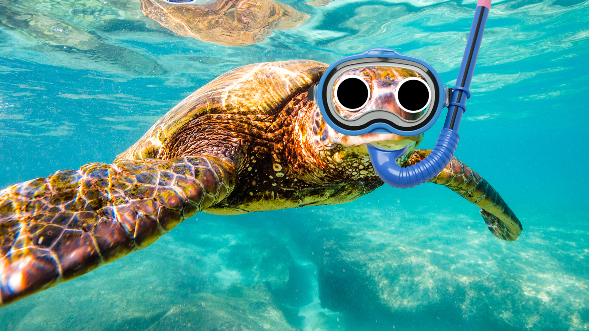 The Ultimate Sea Turtle Quiz | Turtle Trivia Quiz