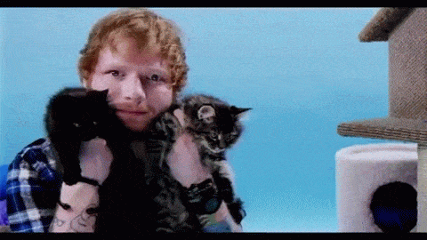 Ed Sheeran with Cats