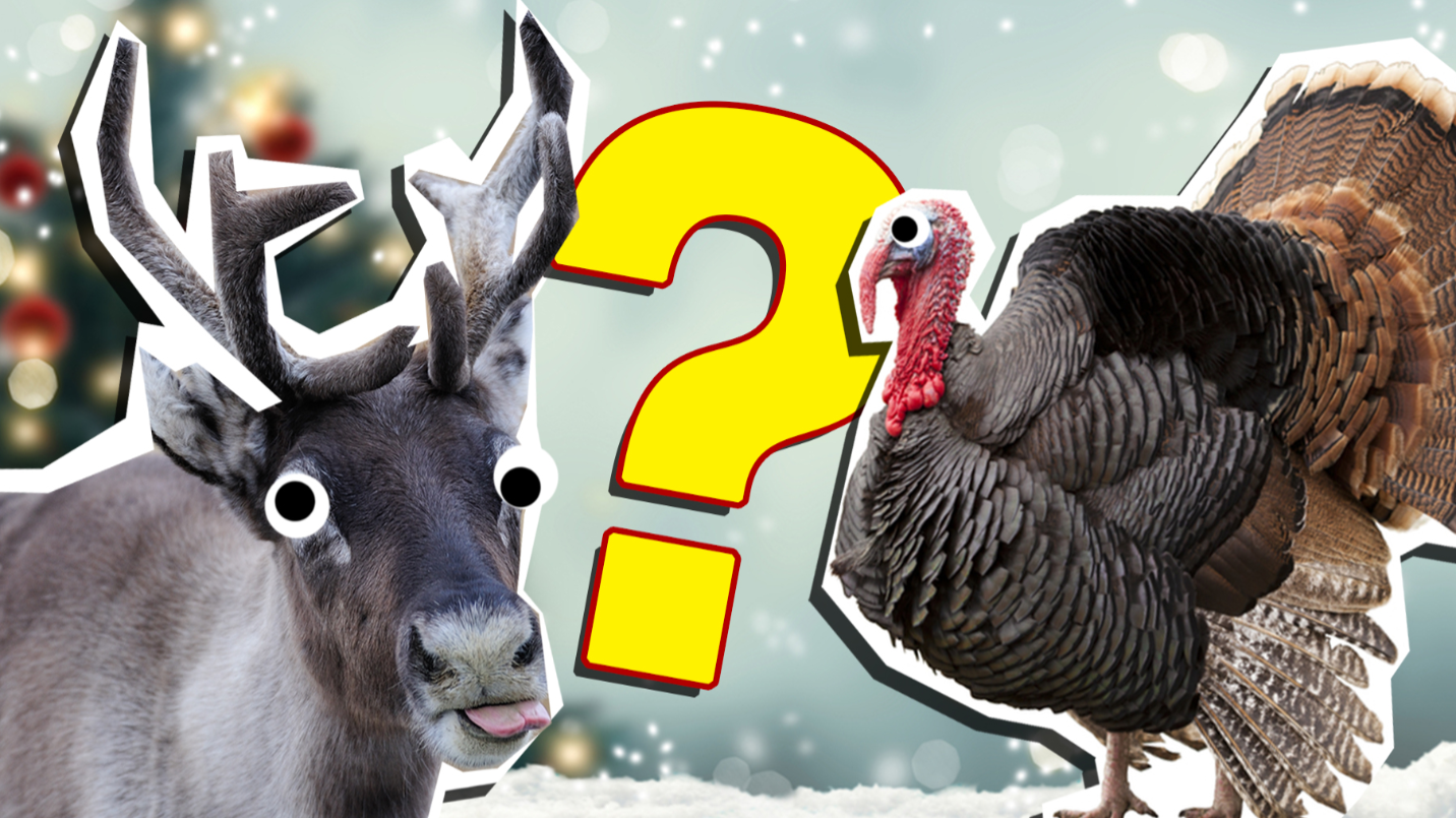 Which Christmas Animal Are You? Quiz