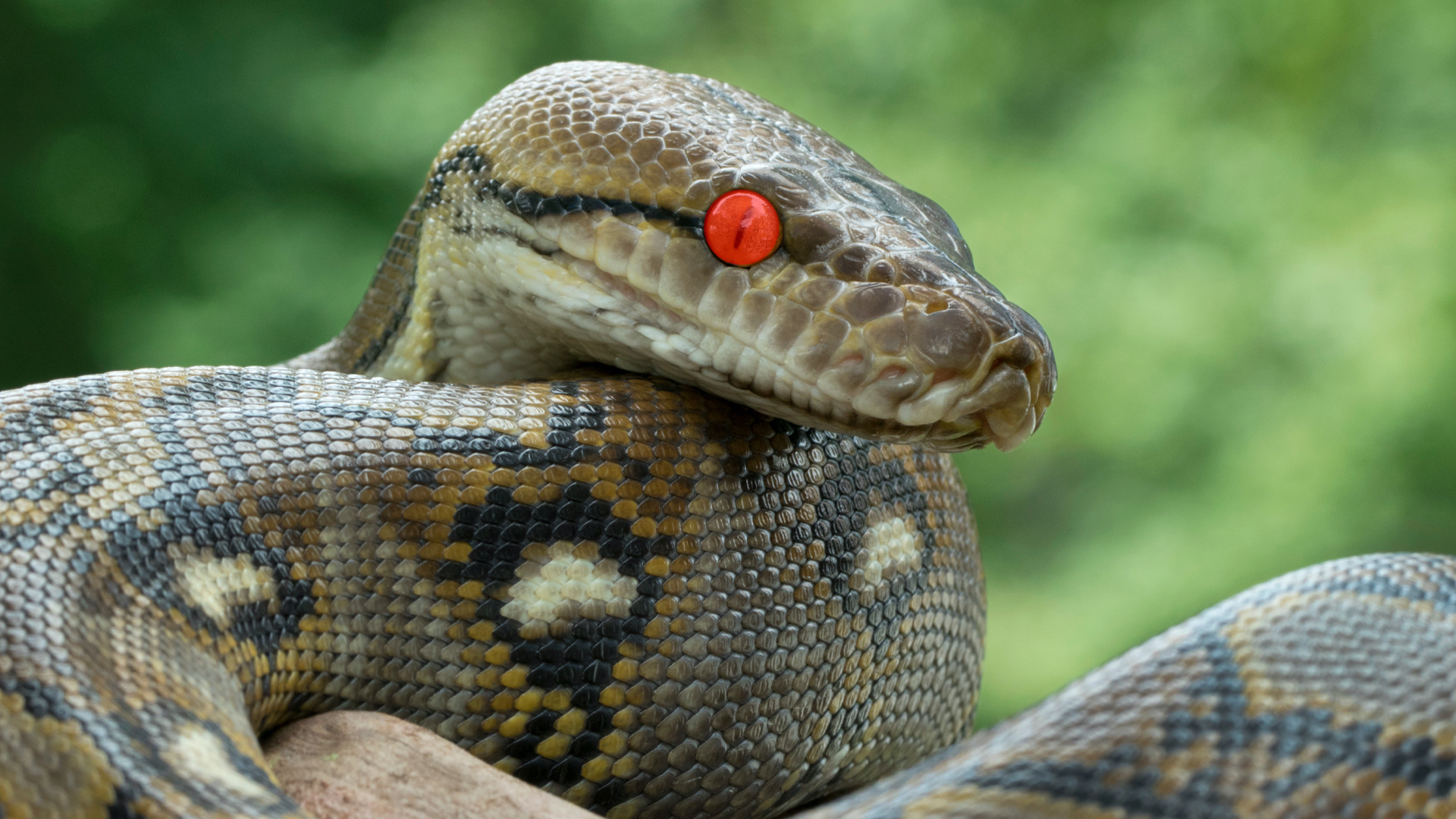 A python