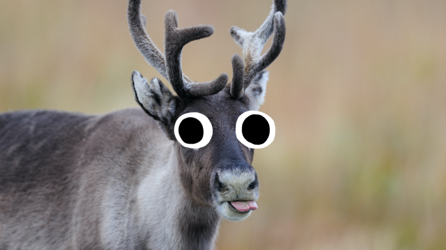 A reindeer sticking its tongue out