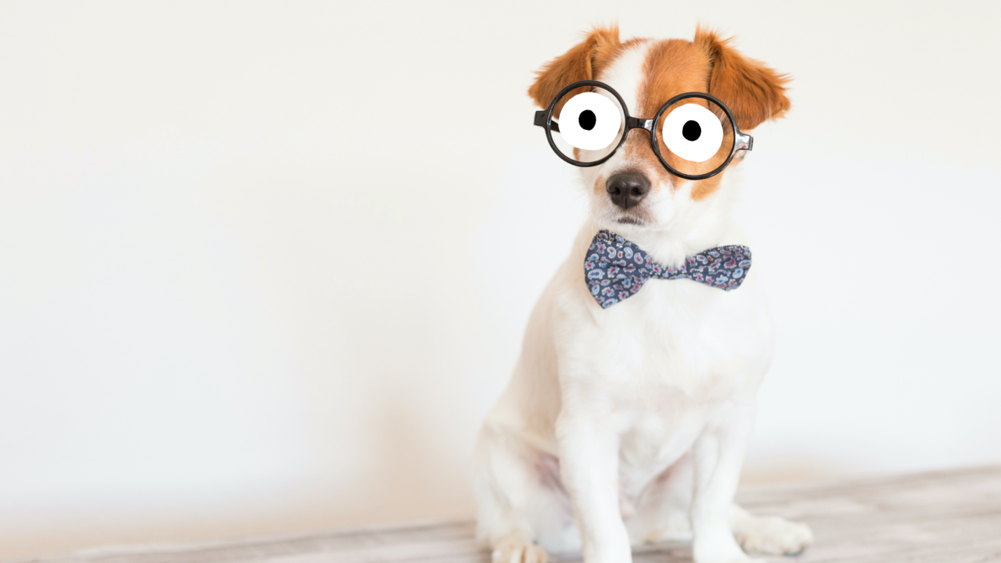 A fancy dog in a bowtie and glasses