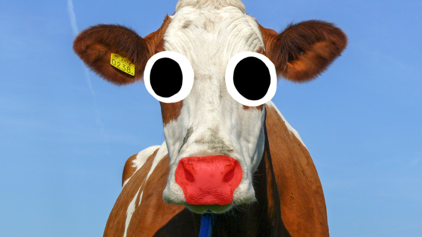 A cow with a red nose