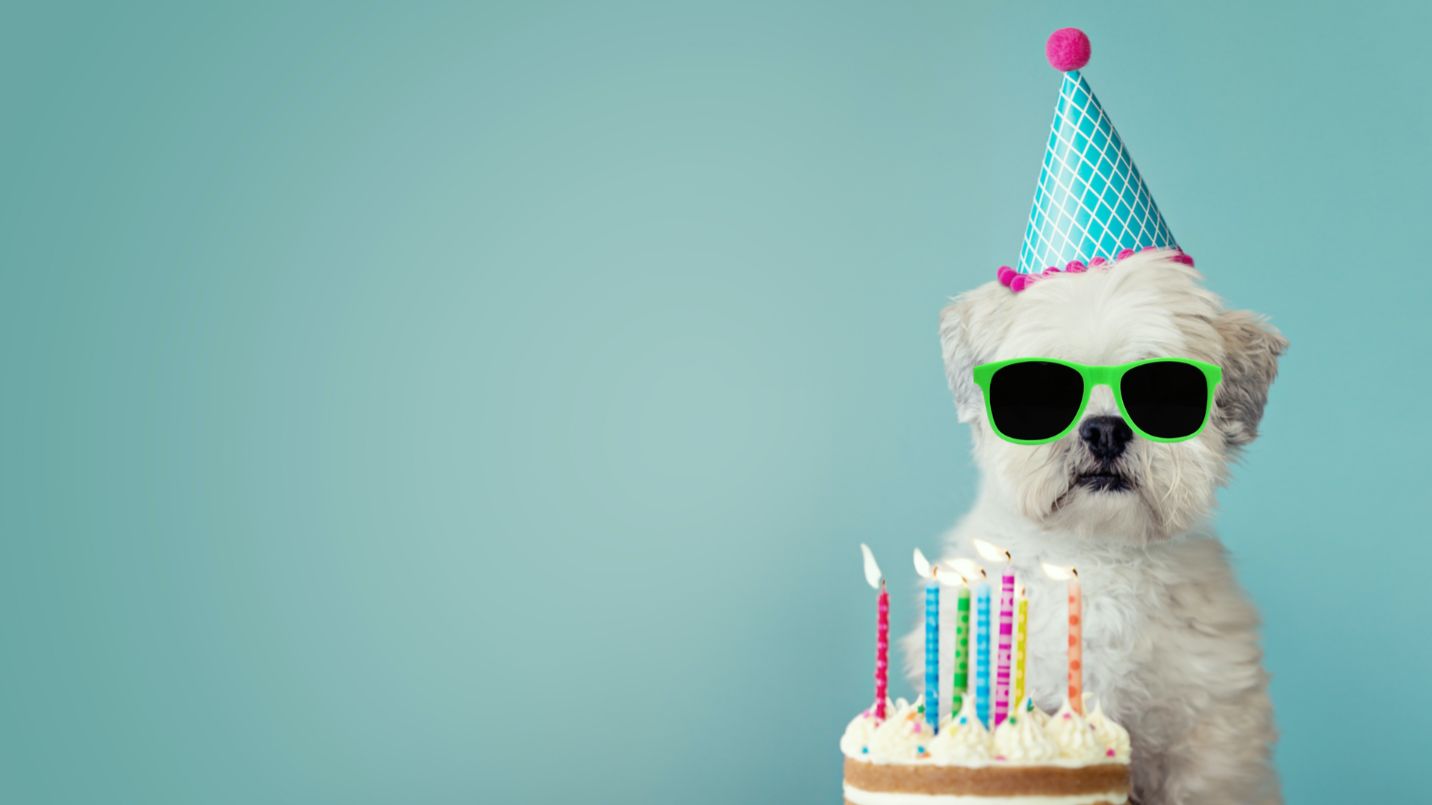 A dog celebrating a birthday with a big cake