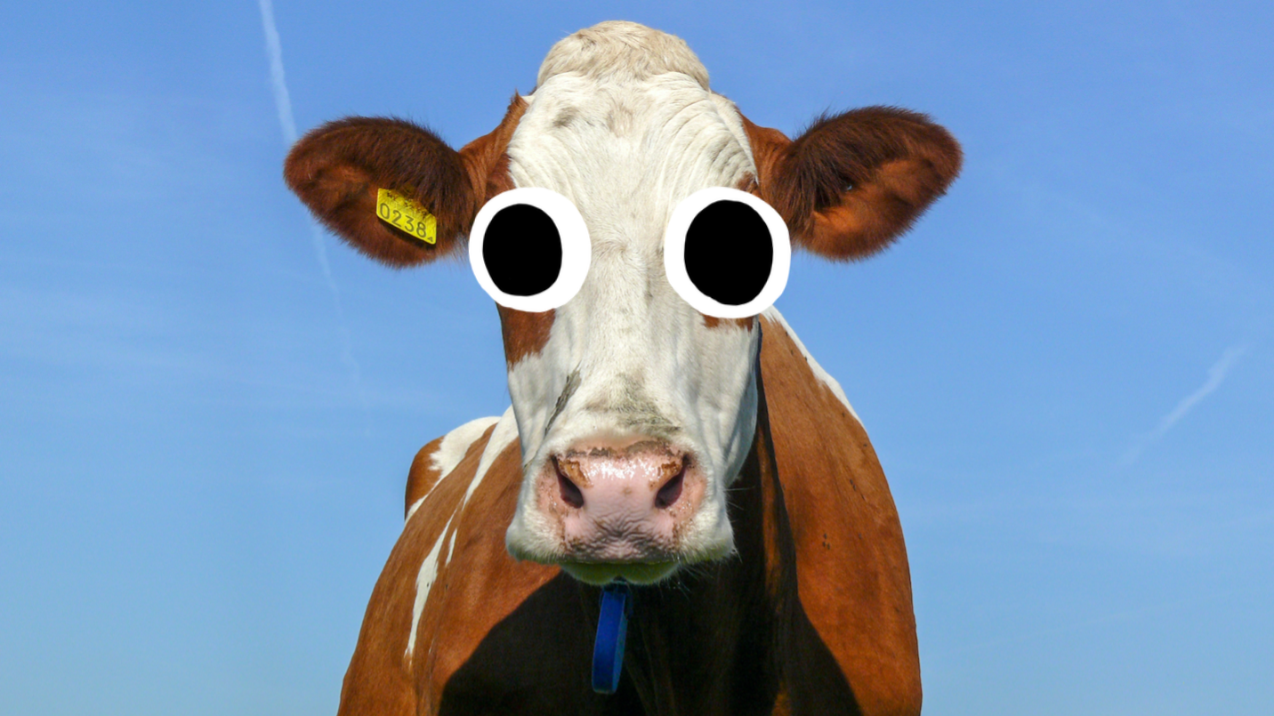 A cow