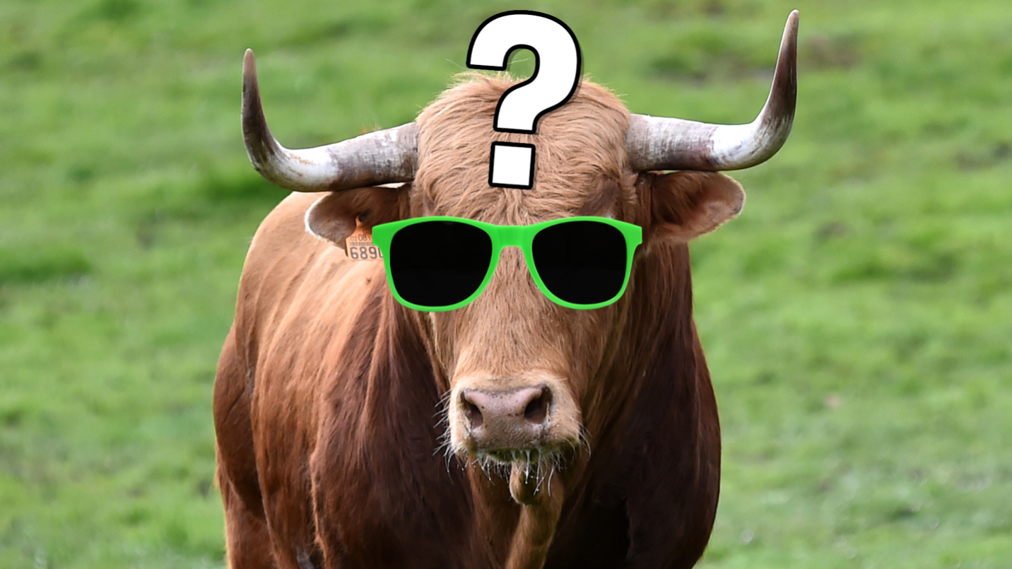 A bull in sunglasses