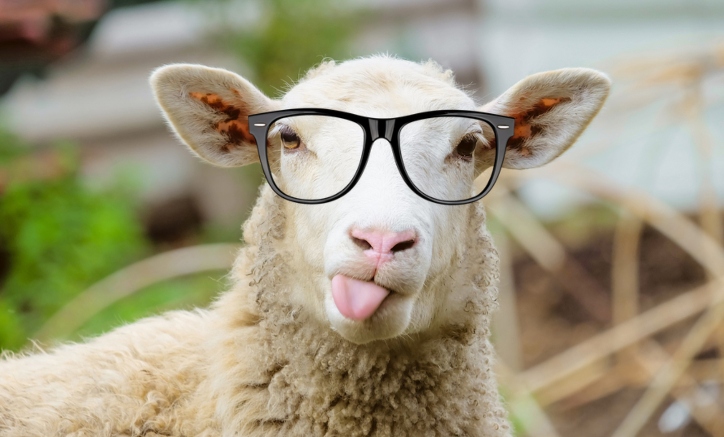 Bespectacled Sheep