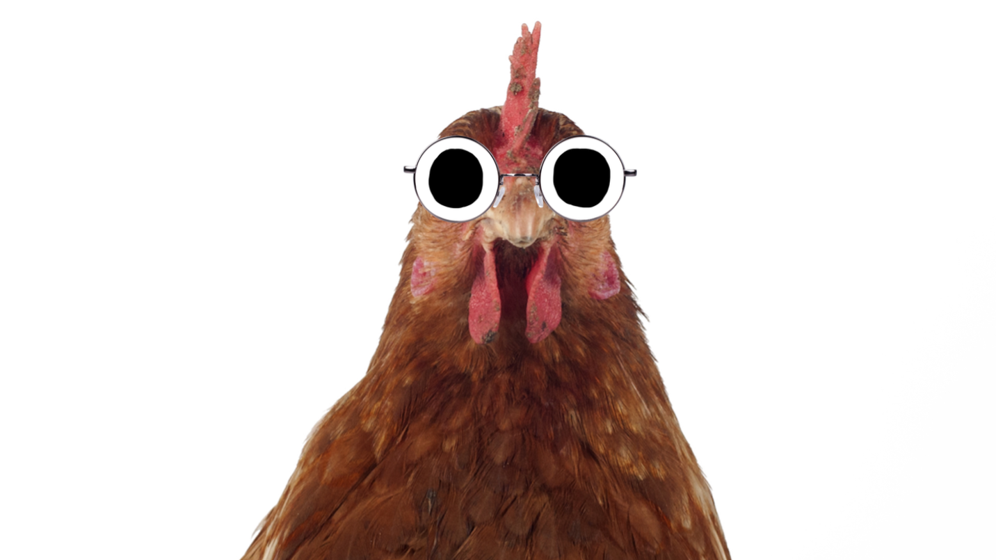 An old chicken wearing glasses