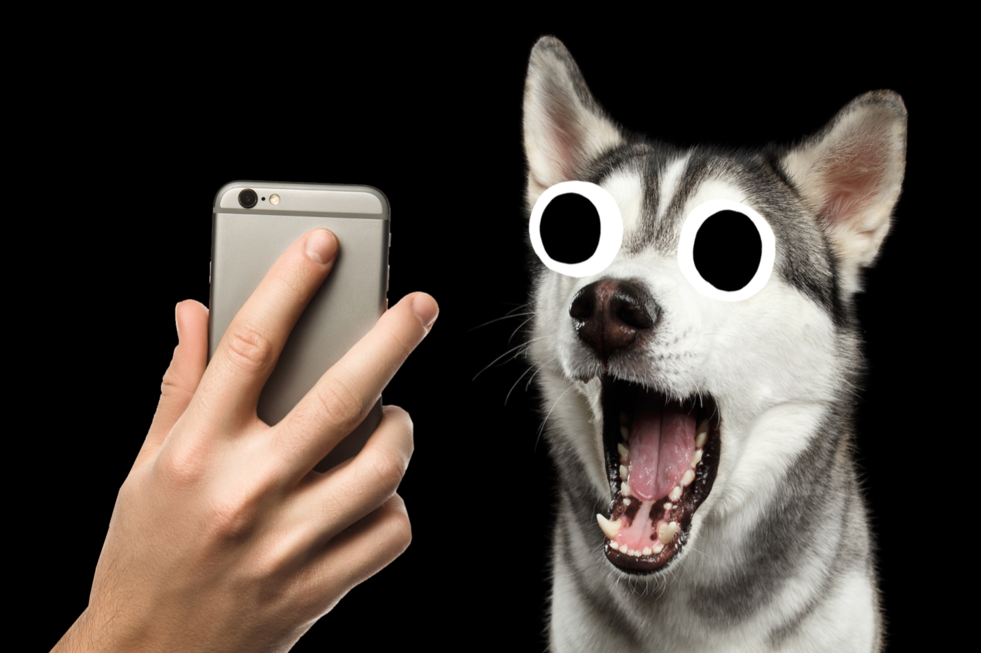 A dog reacting to a TikTok statistic