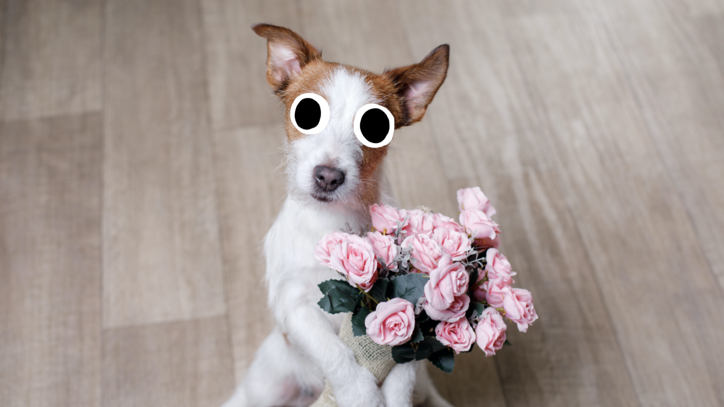 A pet dog holding a bunch of flowers
