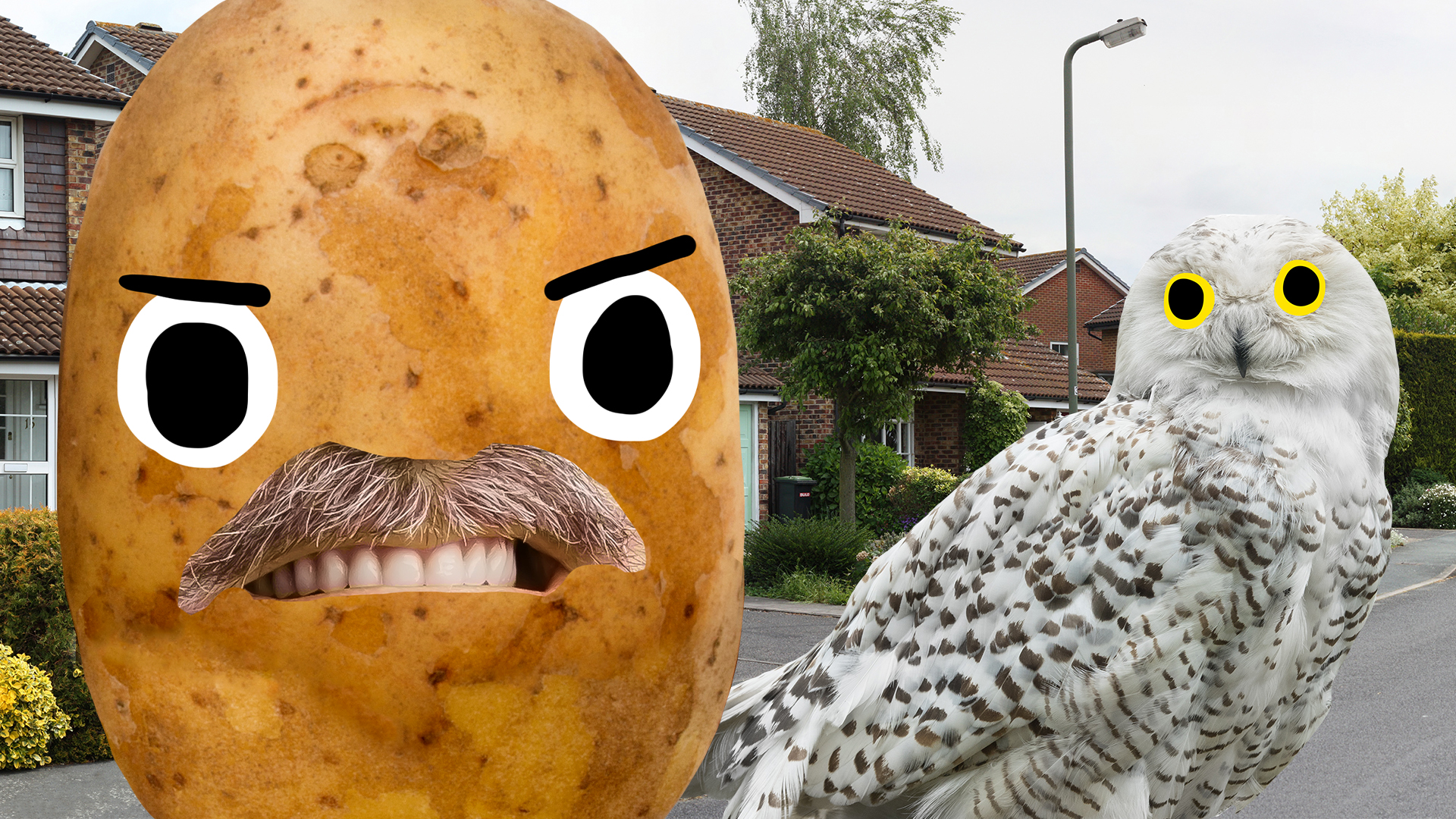 An owl and potato on a suburban street