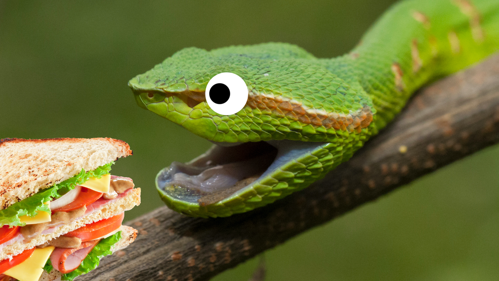 A pit viper eating sandwich