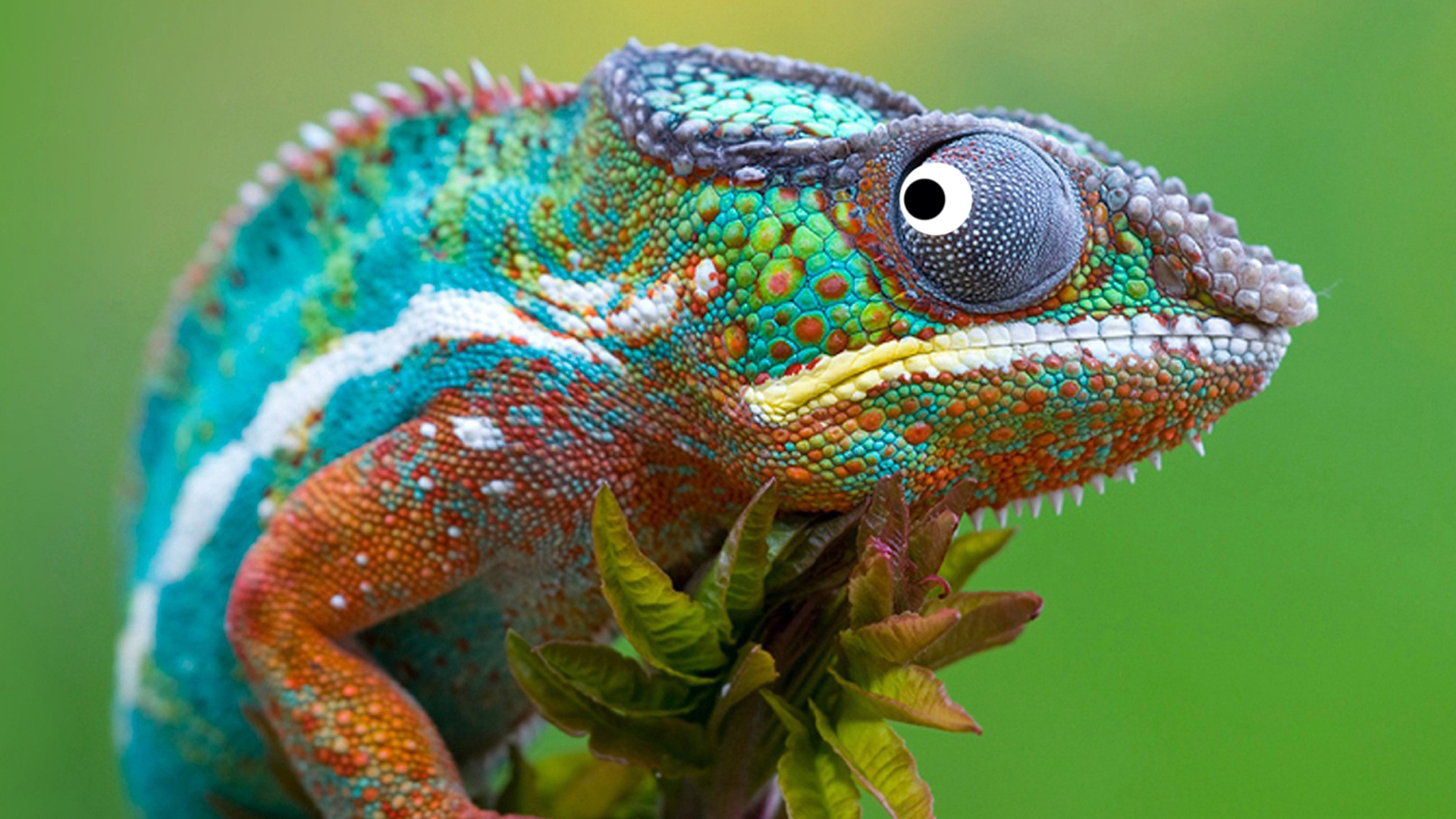 An ectothermic chameleon 