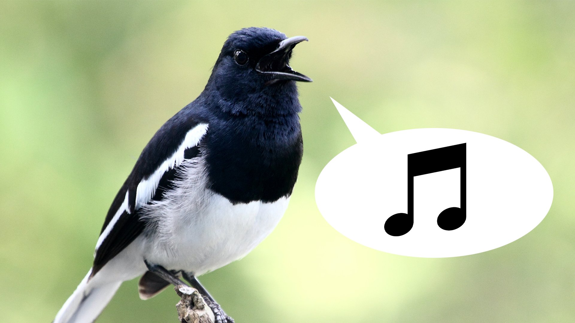 A magpie whistling a tune