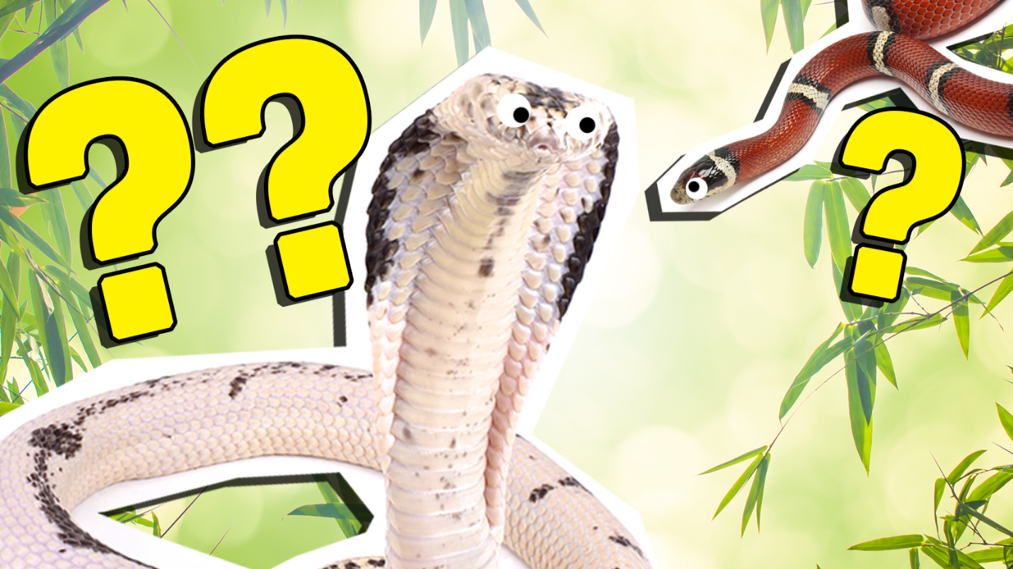 What Snake Am I? Quiz