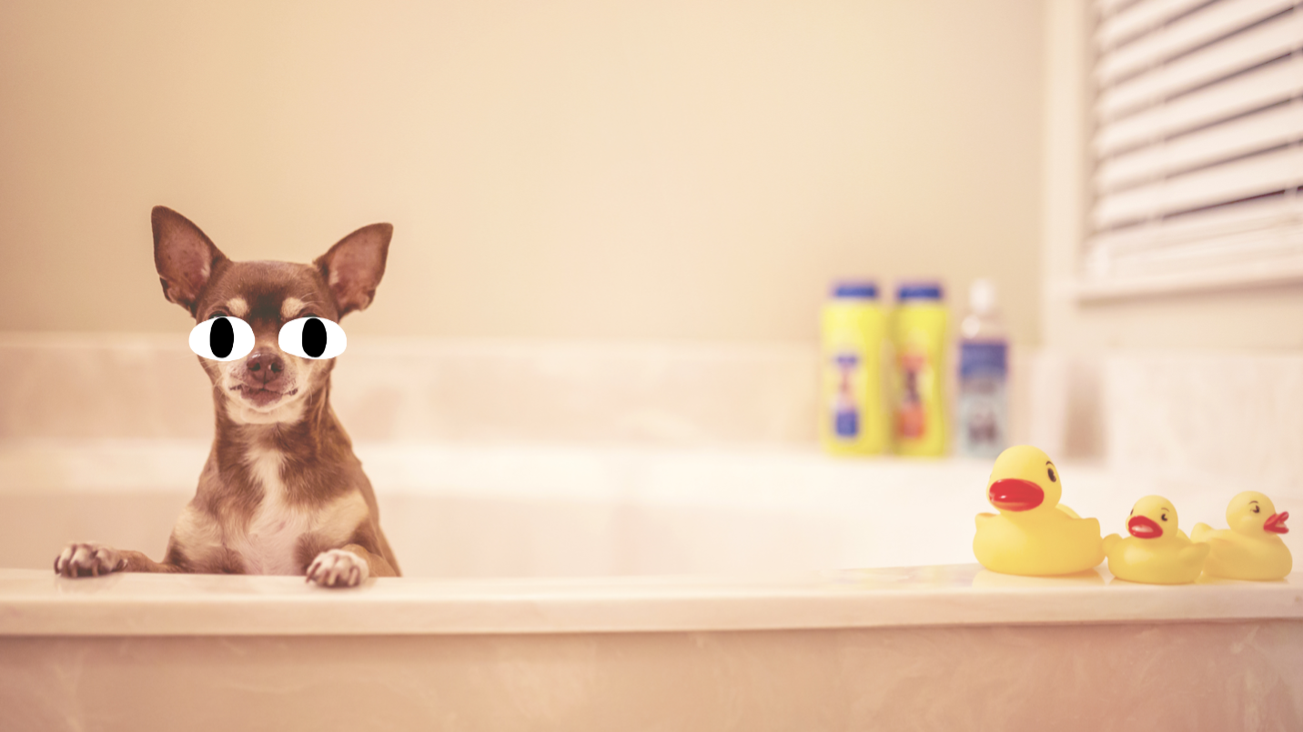 A dog in the bath
