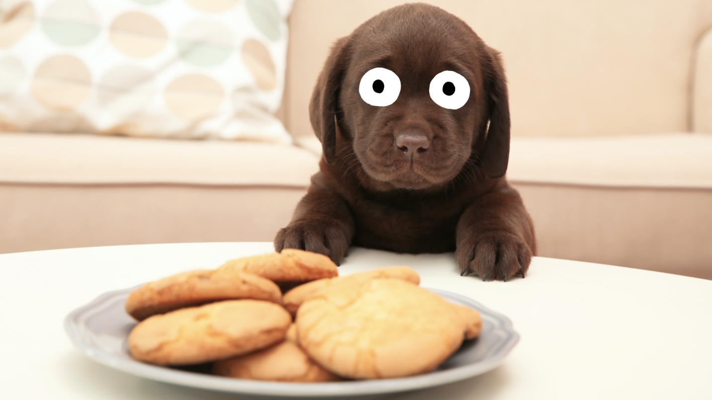 A puppy looks at a plate of biscuits
