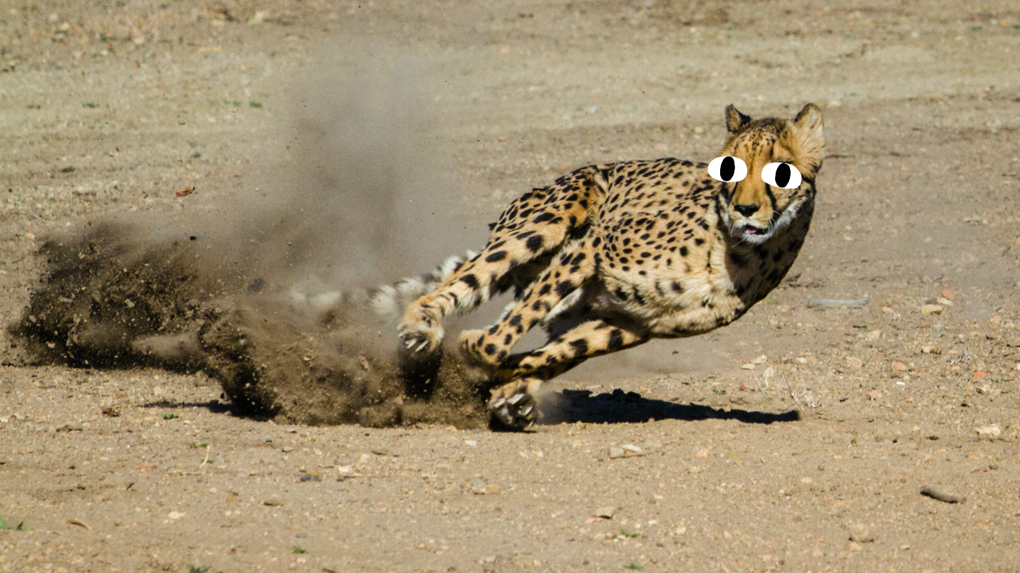 A sprinting leopard