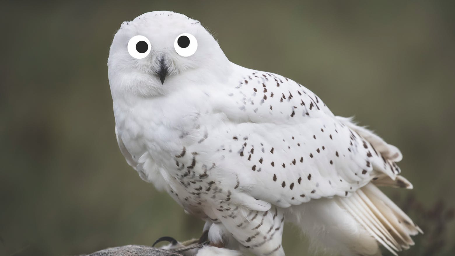 Hedwig