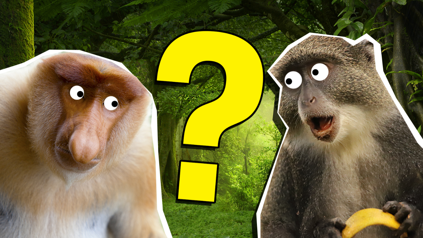The Ultimate Monkey Quiz