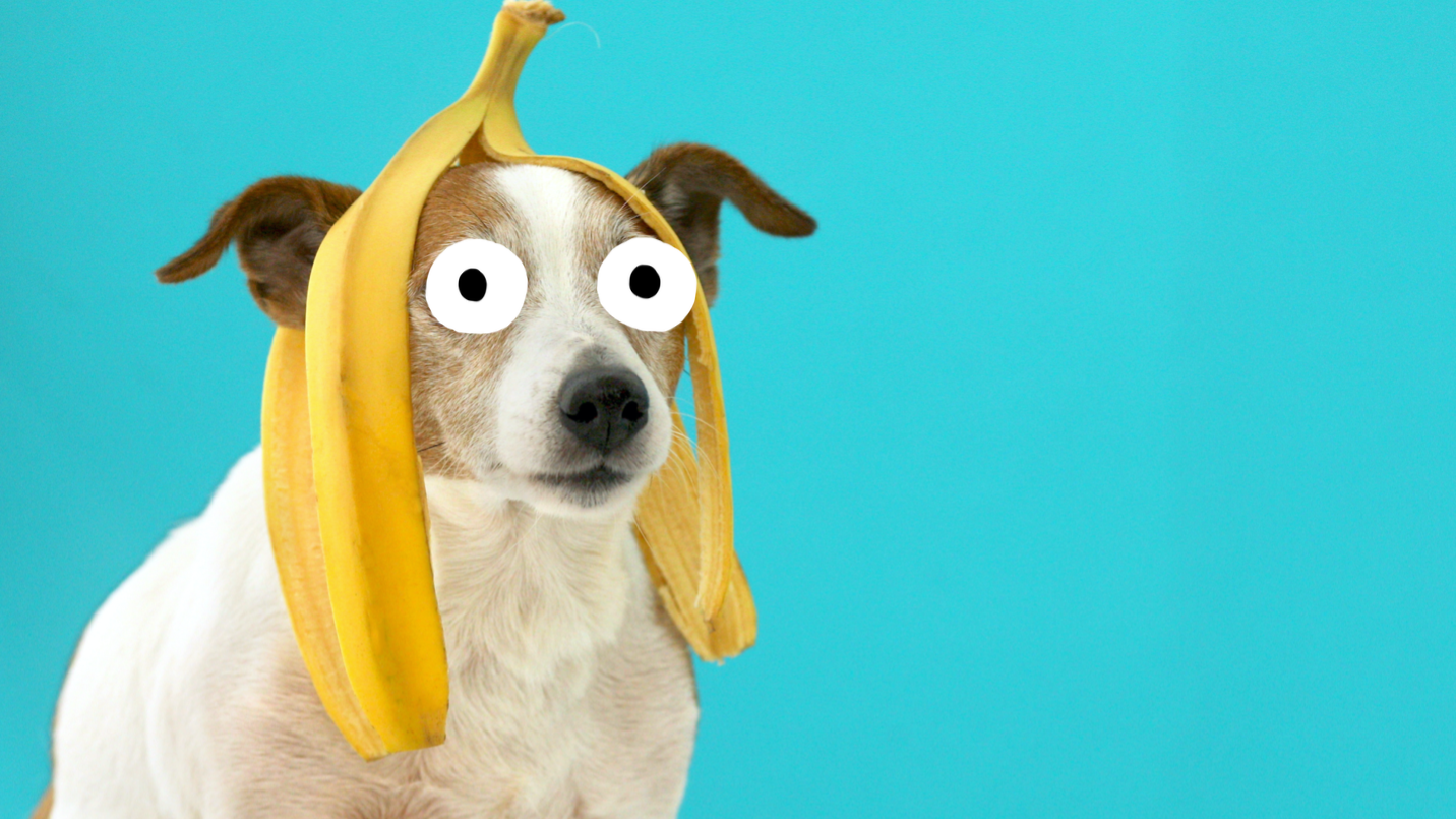 A dog in a banana hat